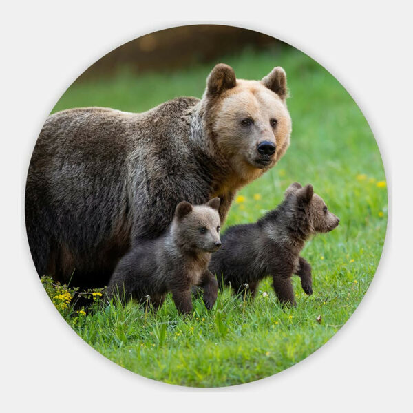 Beer-met-baby's-2-muurcirkel.jpg