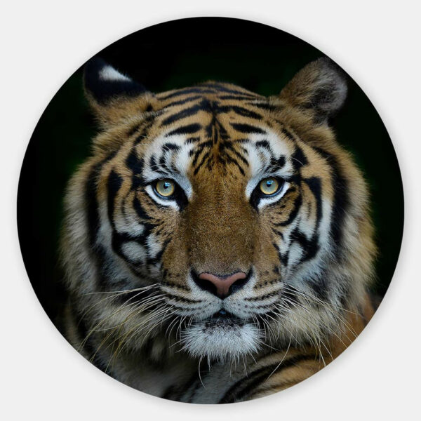 Bengaalse-tijger-close-up-muurcirkel.jpg