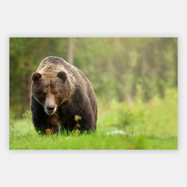 Bruinebeer-wandpaneel.jpg