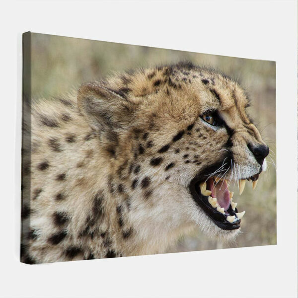 Cheetah-canvas-binnen.jpg