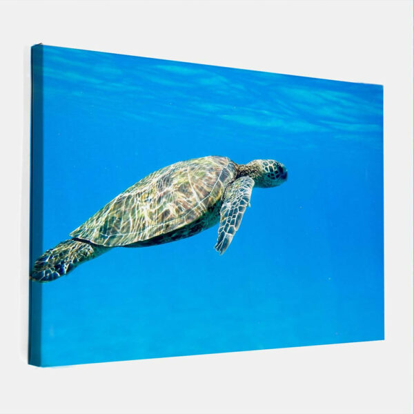 Groene-Zeeschildpad-canvas-binnen.jpg