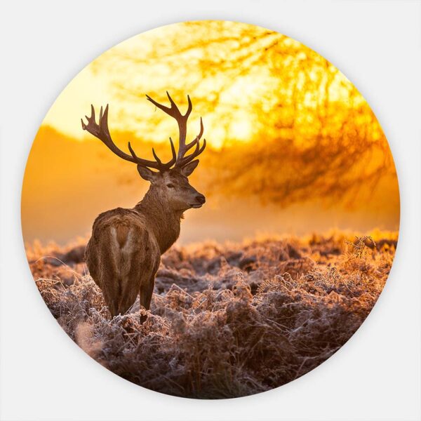 Muurcirkel Hert zonsopgang