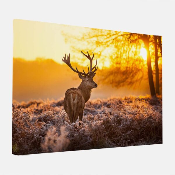 Canvas schilderij Hert zonsopgang