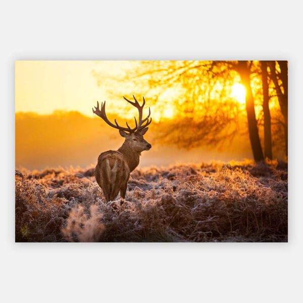 Schilderij Hert zonsopgang