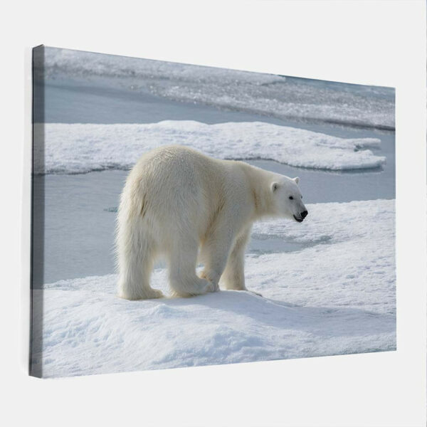 IJsbeer-op-ijsschots-canvas-binnen.jpg