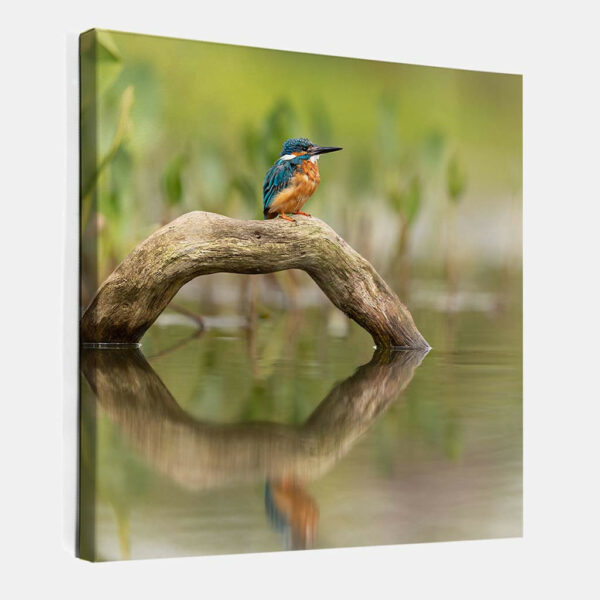 IJsvogel-vierkant-canvas-binnen.jpg