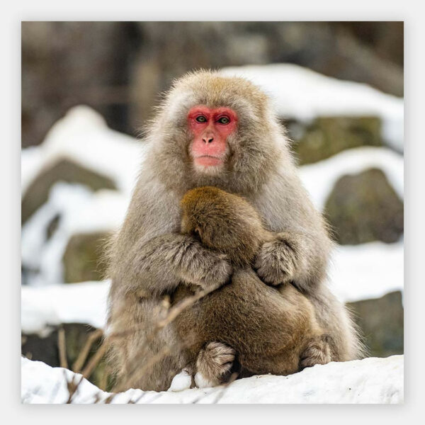Japanse-Makaak-met-baby-wandpaneel.jpg