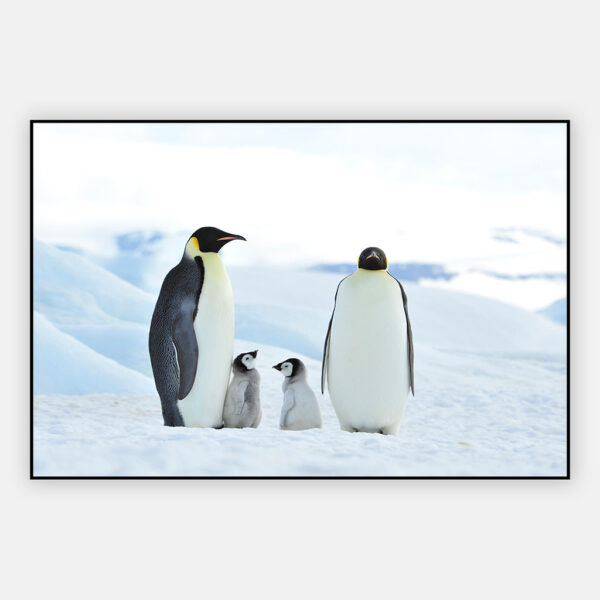 Keizer-Pinguins-met-baby-artframe.jpg