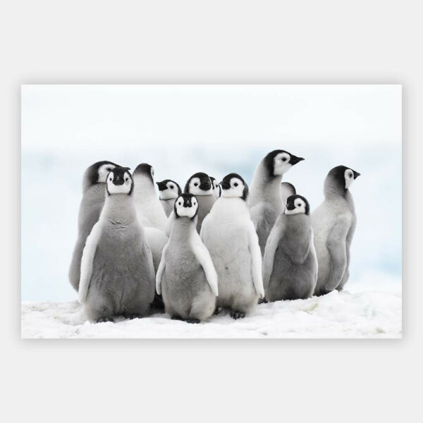 Keizer-Pinguins-wandpaneel.jpg