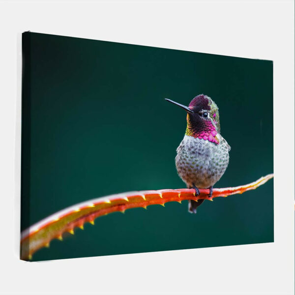 Kolibri-op-cactus-canvas-binnen.jpg