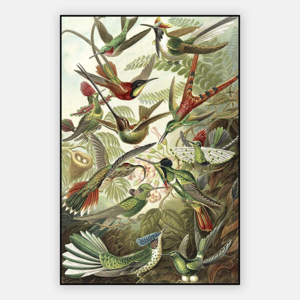 Kolibries-Trochilida-Ernst-Haeckel-artframe.jpg
