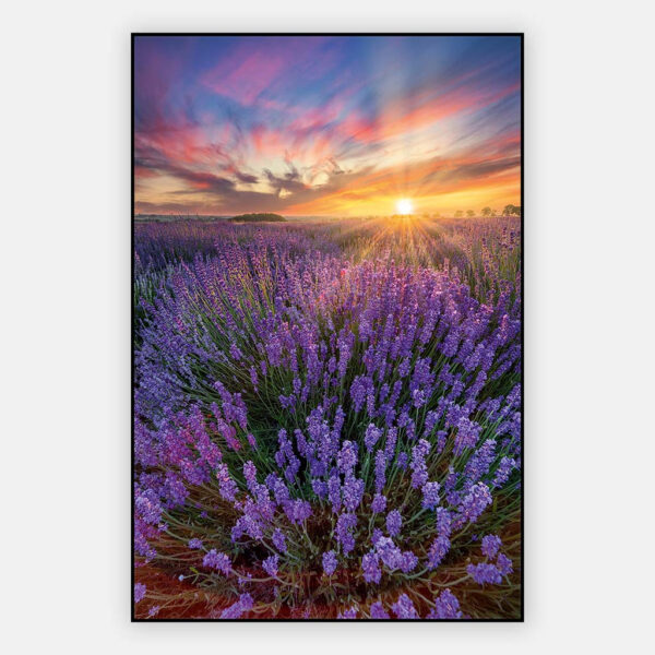 Lavendel-veld-artframe.jpg