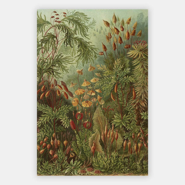 Muscinae-Ernst-Haeckel-wandpaneel.jpg