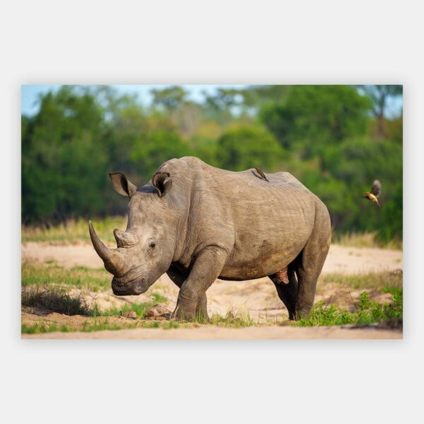Neushoorn-2-wandpaneel.jpg