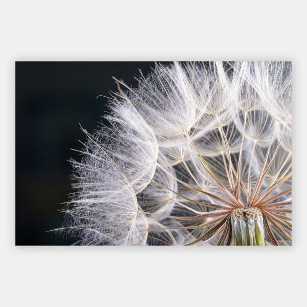 Paardebloemen-wandpaneel.jpg