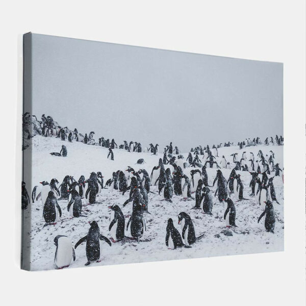 Pinguins-in-sneeuwstorm-canvas-binnen.jpg