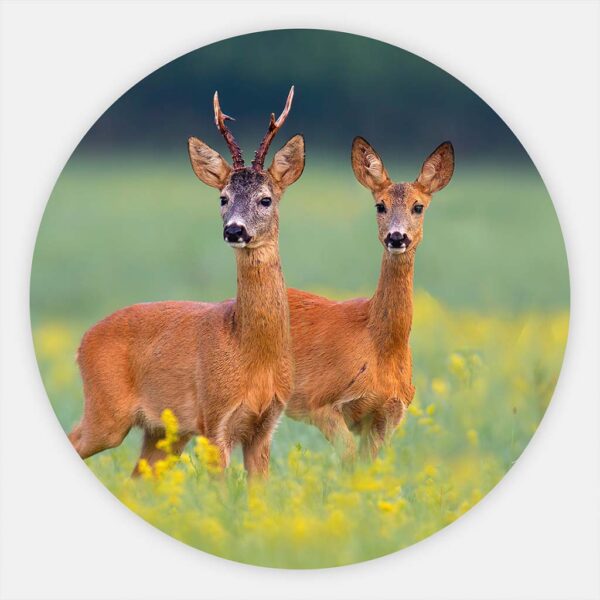 Muurcirkel Ree hertjes in de natuur