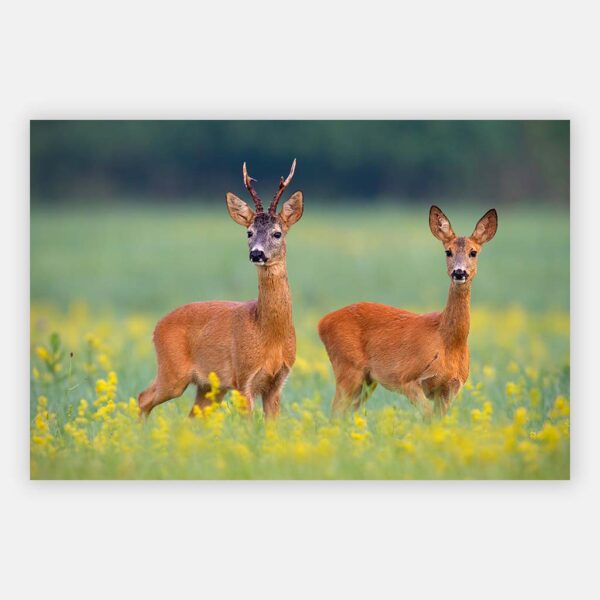 Schilderij Ree hertjes in de natuur