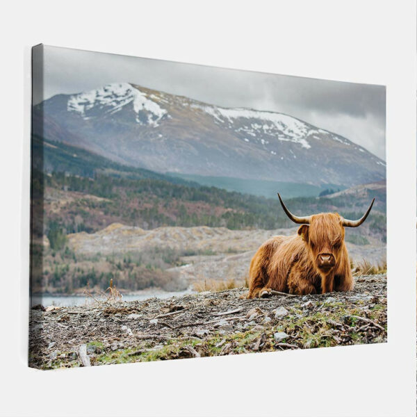 Schotse-Hooglander-in-berglandschap-canvas-binnen.jpg
