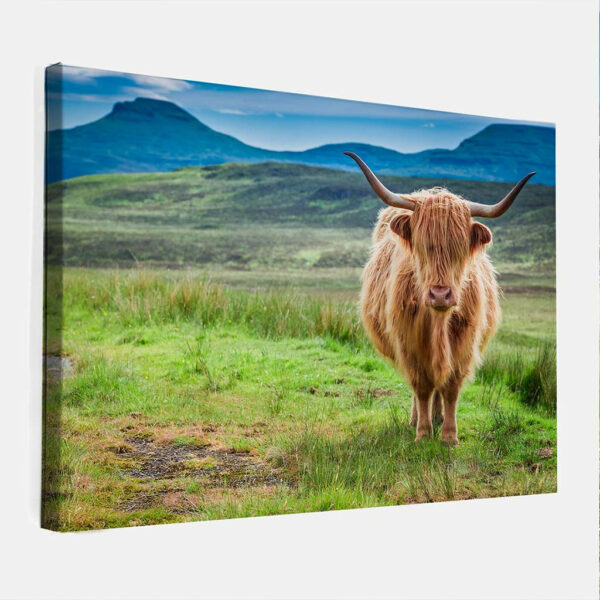 Schotse-hooglander-3-canvas-binnen.jpg