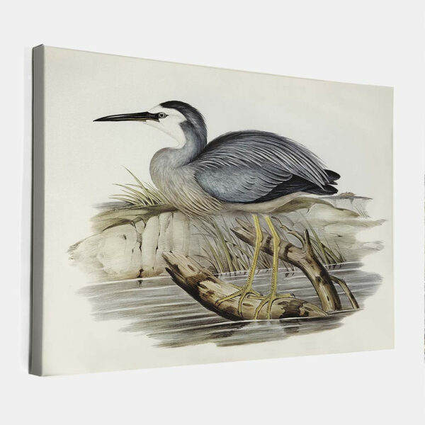 White-fronted-Heron-Elizabeth-Gould-canvas.jpg