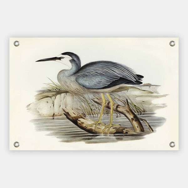 White-fronted-Heron-Elizabeth-Gould-tuindoek.jpg