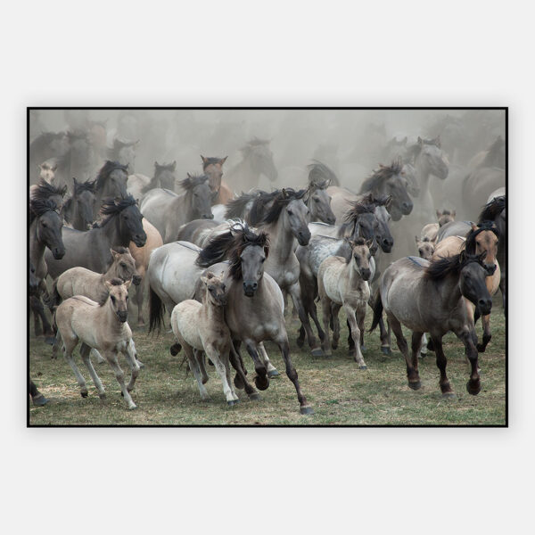 Wilde-paarden-NG-artframe.jpg
