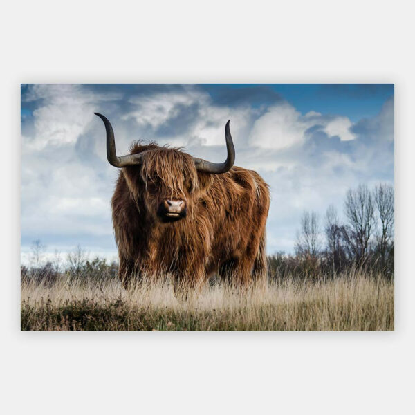 schotse-hooglander-1-wandpaneel.jpg