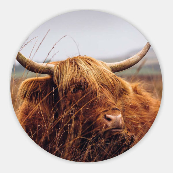 schotse-hooglander-liggend-closeup-muurcirkel.jpg