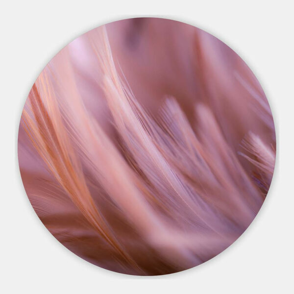 zachte-roze-kippenveren-abstract-muurcirkel.jpg